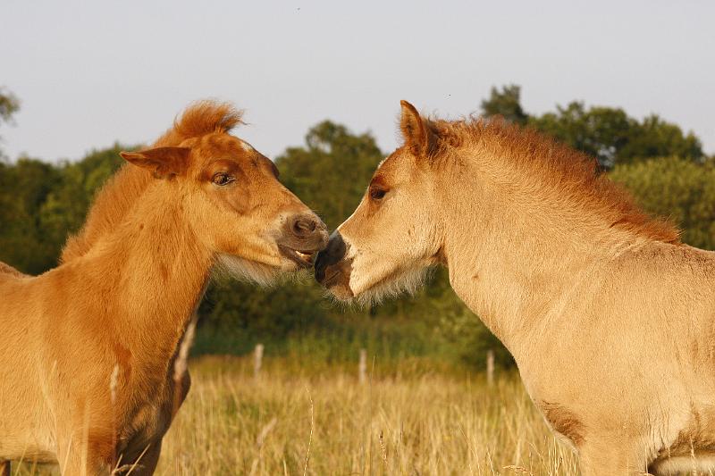 Gabriel und Lysir 3.jpg